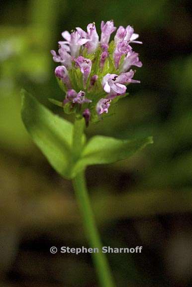 plectritis ciliosa 2 graphic